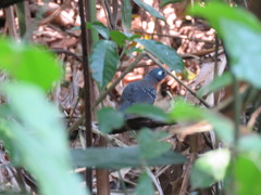 Myrmelastes hyperythrus