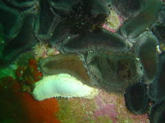 Pentacta doliolum