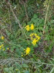 Jacobaea grandidentata