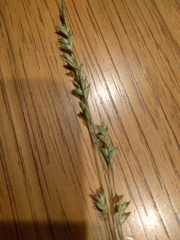 Diarrhena obovata