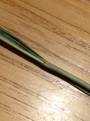 Diarrhena obovata