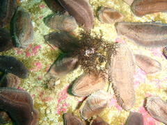 Pentacta doliolum