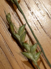 Diarrhena obovata