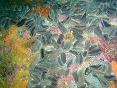 Pentacta doliolum