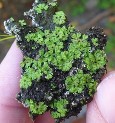 Ricciaceae