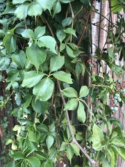 Parthenocissus quinquefolia