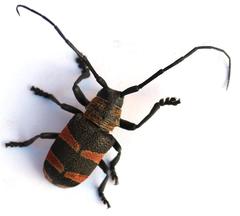 Pycnopsis brachyptera brachyptera
