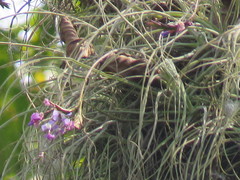 Tillandsia streptocarpa