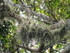 Tillandsia streptocarpa