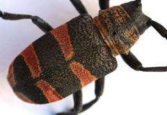 Pycnopsis brachyptera brachyptera