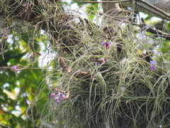 Tillandsia streptocarpa