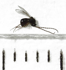 Leptopilina heterotoma