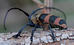 Pycnopsis brachyptera brachyptera