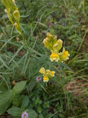 Linaria