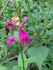 Lobelia × speciosa