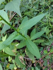 Lobelia × speciosa