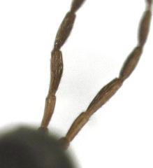 Leptopilina heterotoma