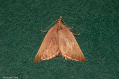 Xanthorhoe occulta