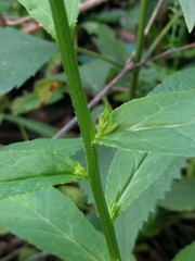 Lobelia × speciosa