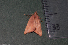 Xanthorhoe occulta