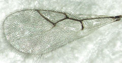 Leptopilina heterotoma