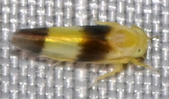 Alebra bicincta