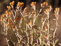 Helichrysum cylindriflorum