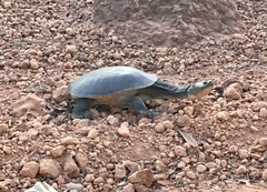 Chelodina rugosa