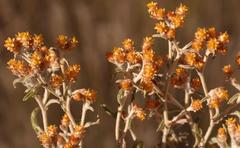 Helichrysum cylindriflorum