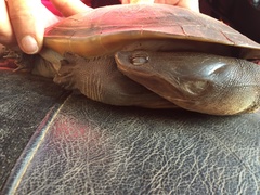 Chelodina rugosa
