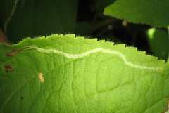 Aulagromyza orbitalis