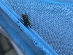 Vespula maculifrons