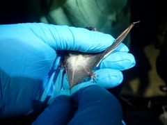Myotis mystacinus