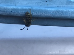 Vespula maculifrons