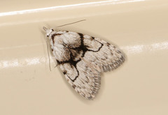 Nola delograpta