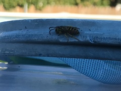 Vespula maculifrons