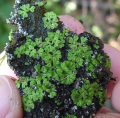 Ricciaceae