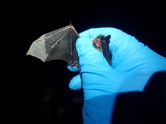 Myotis mystacinus