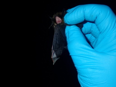 Myotis mystacinus