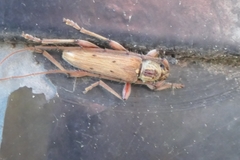 Eburida quadriguttata