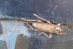 Eburida quadriguttata