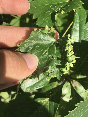 Grape Phylloxera photo 6