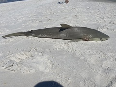 Carcharhinus acronotus