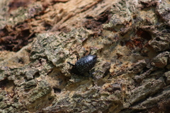 Cypherotylus californicus