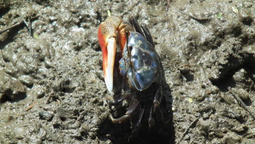 Tubuca urvillei
