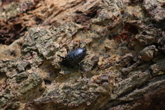 Cypherotylus californicus