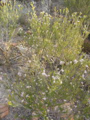 Phylica lachneaeoides