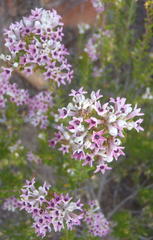 Phylica lachneaeoides