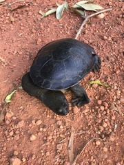 Chelodina rugosa