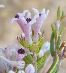 Phylica lachneaeoides